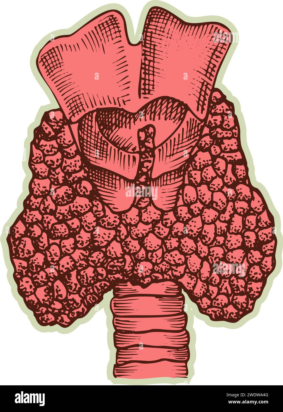 Autocollant de coeur humain. Vintage anatomie gravure organe esquisse isolé sur fond blanc. Bonne idée pour la conception rétro de l'affiche de médecine à la main dessinée Illustration de Vecteur