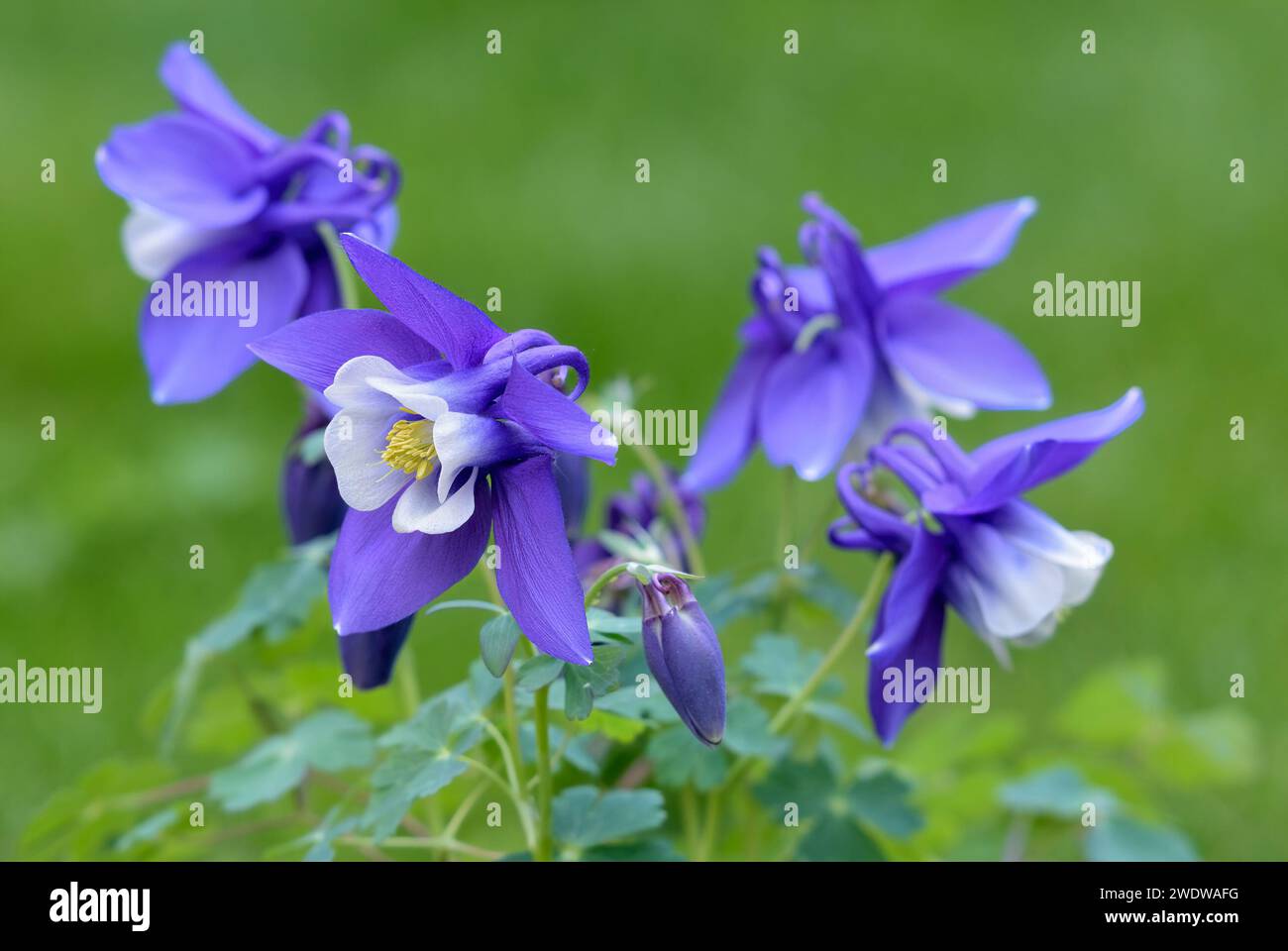 Aquilegia caerulea, usine de columbine. Fleurs blanches bleues avec petits bourgeons et feuilles, gros plan. Fond vert flou, isolé. Trencin, Slovaquie Banque D'Images