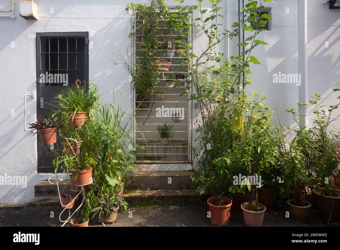 Beaux pots de plantes vertes à une ruelle arrière de la maison, belle ombre projetée contre le mur blanc. Mini jardin. Singapour. 2024. Banque D'Images