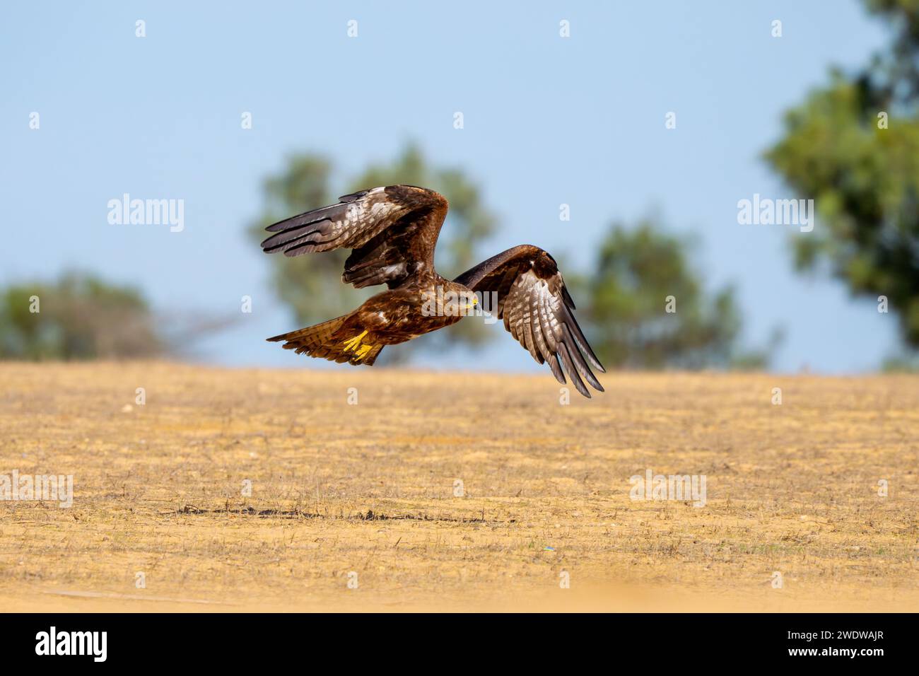 Cerf-volant noir (Milvus migrans) en vol photographié en Israël en décembre le cerf-volant noir (Milvus migrans) est un oiseau de proie de taille moyenne de la famille Banque D'Images