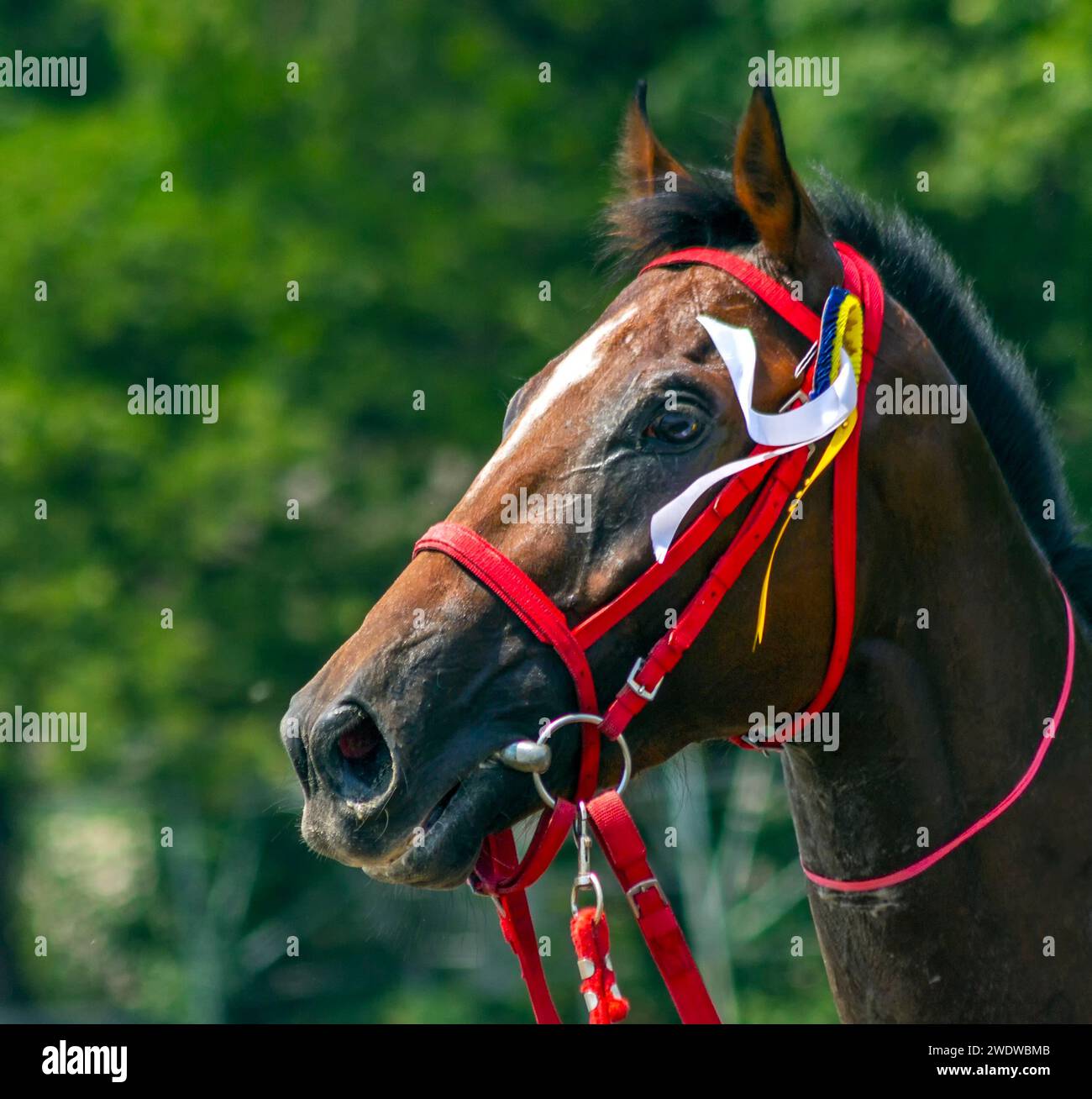 Portrait de cheval de race pure. Banque D'Images