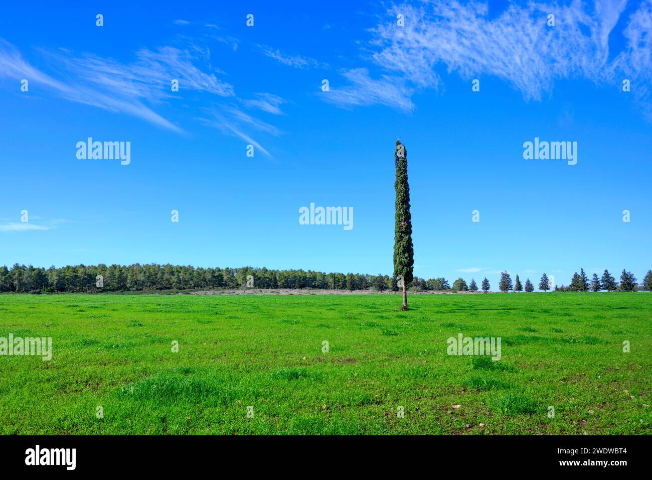 Un cyprès solitaire dans un champ verdoyant Cupressus est l'un des nombreux genres de conifères à feuilles persistantes de la famille des Cupressaceae photographiés dans l'Isra Banque D'Images