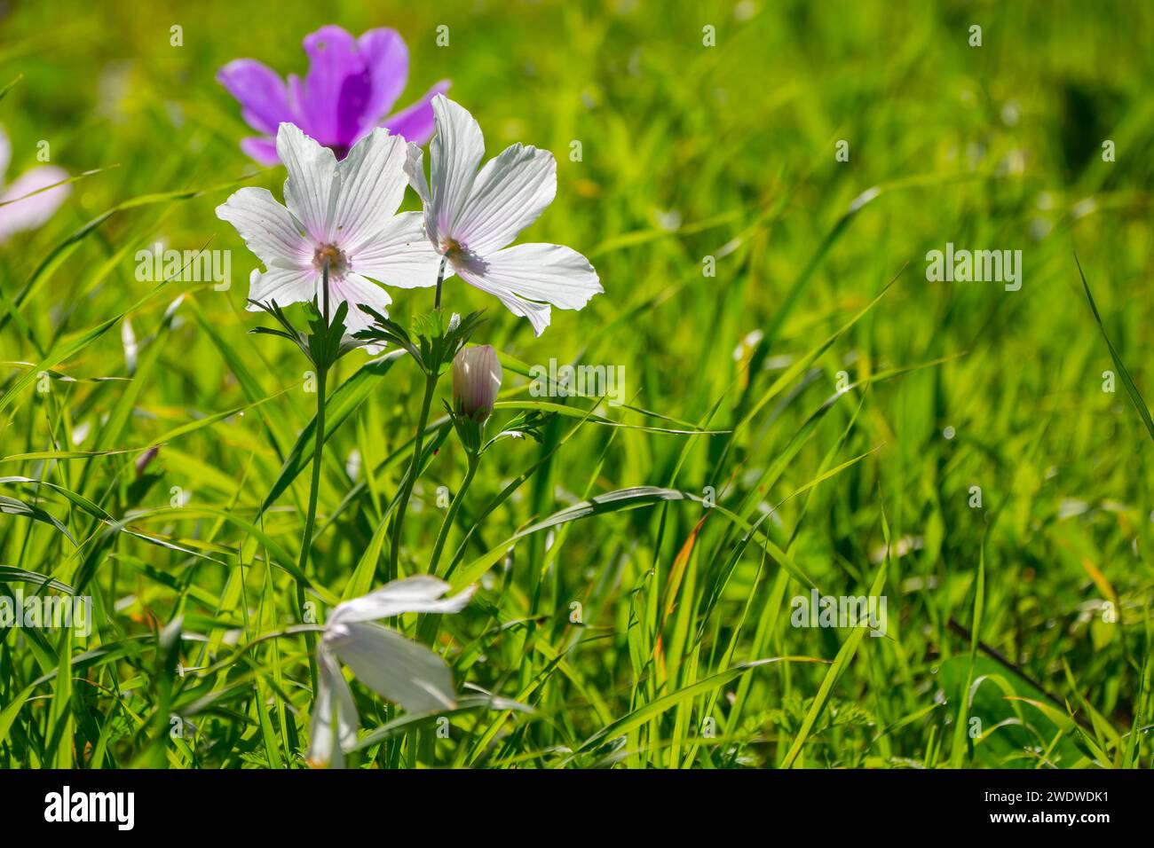 Blanc et violet Anemone coronaria (Coquelicot Anemone) fleurs. Cette fleur sauvage peut apparaître en plusieurs couleurs. Principalement rouge, violet, bleu et blanc Photograp Banque D'Images