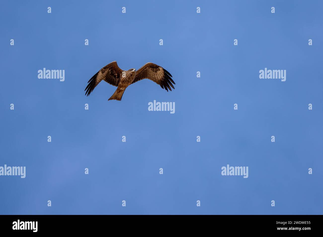 Cerf-volant noir (Milvus migrans) en vol avec un fond de ciel bleu photographié en Israël en décembre le cerf-volant noir (Milvus migrans) est un cerf-volant de taille moyenne Banque D'Images