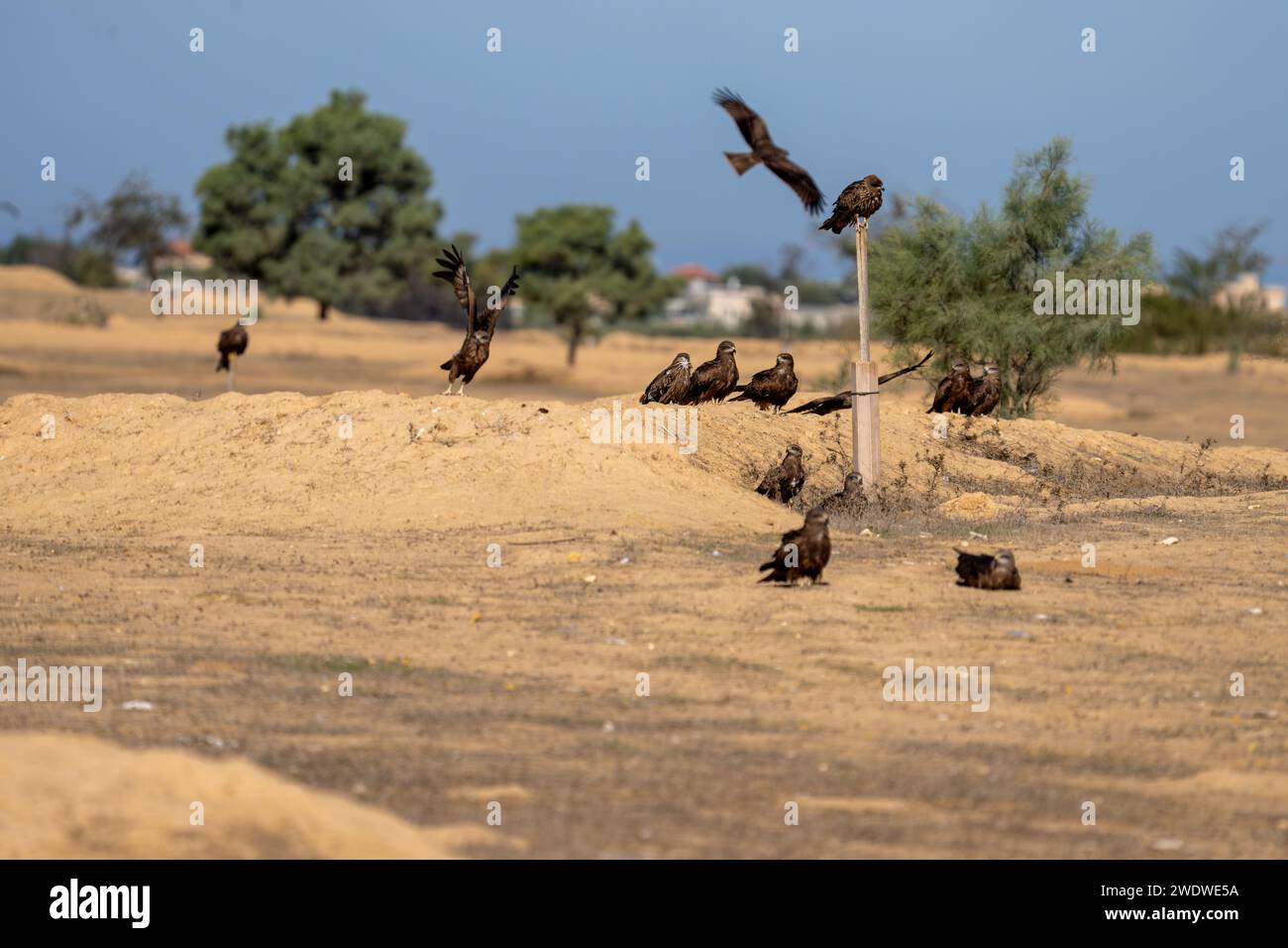 Cerf-volant noir (Milvus migrans) perché sur le sol photographié en Israël en décembre le cerf-volant noir (Milvus migrans) est un oiseau de proie i de taille moyenne Banque D'Images