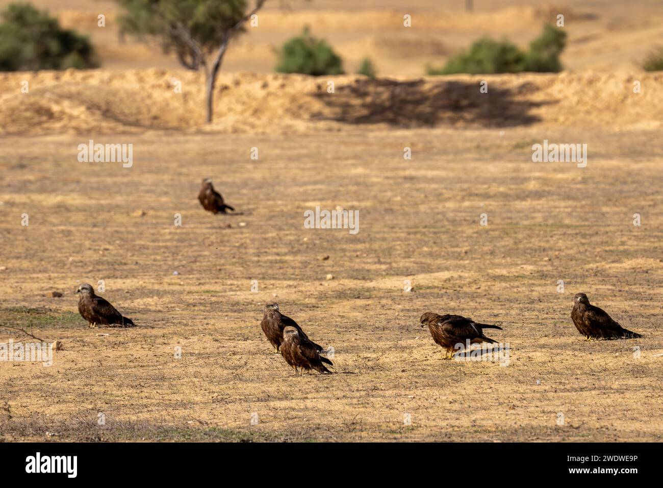 Cerf-volant noir (Milvus migrans) perché sur le sol photographié en Israël en décembre le cerf-volant noir (Milvus migrans) est un oiseau de proie i de taille moyenne Banque D'Images
