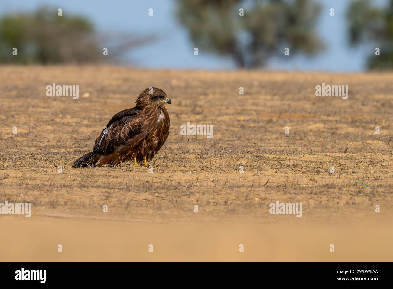 Cerf-volant noir (Milvus migrans) perché sur le sol photographié en Israël en décembre le cerf-volant noir (Milvus migrans) est un oiseau de proie i de taille moyenne Banque D'Images