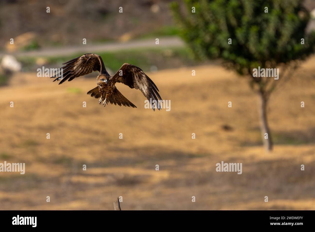 Cerf-volant noir (Milvus migrans) en vol photographié en Israël en décembre le cerf-volant noir (Milvus migrans) est un oiseau de proie de taille moyenne de la famille Banque D'Images