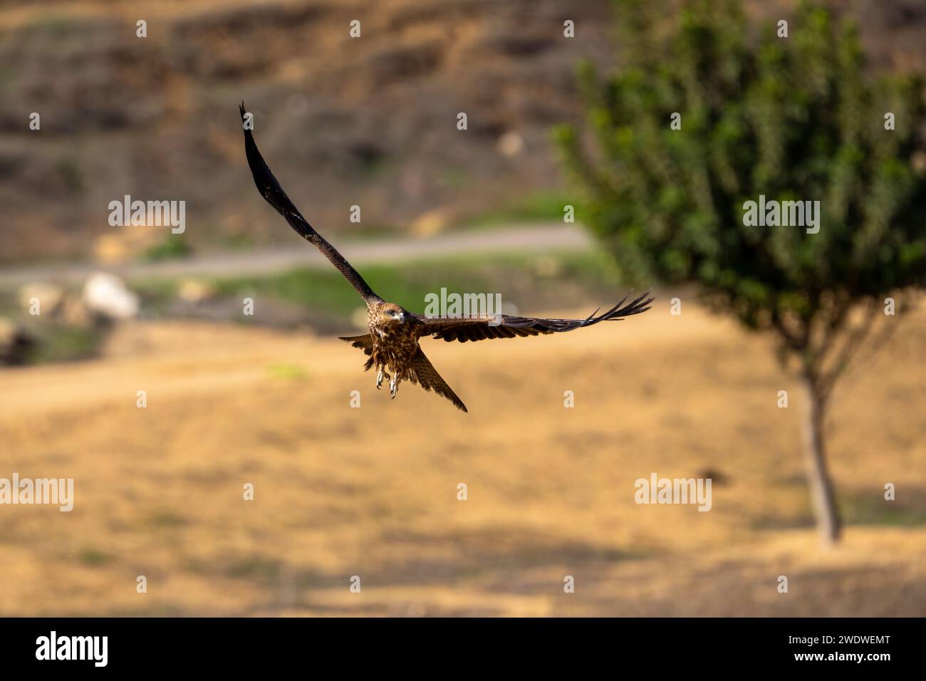 Cerf-volant noir (Milvus migrans) en vol photographié en Israël en décembre le cerf-volant noir (Milvus migrans) est un oiseau de proie de taille moyenne de la famille Banque D'Images