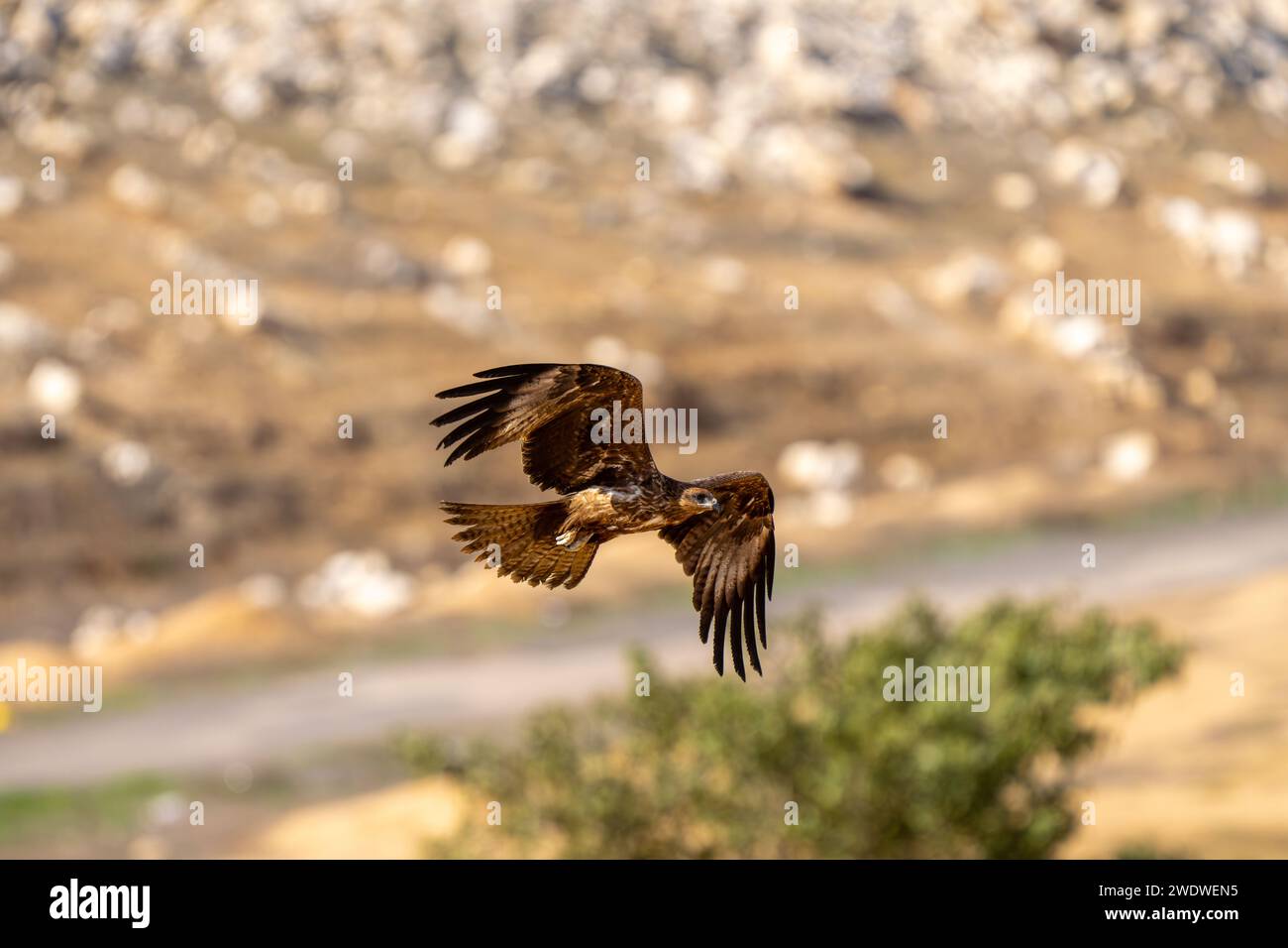 Cerf-volant noir (Milvus migrans) en vol photographié en Israël en décembre le cerf-volant noir (Milvus migrans) est un oiseau de proie de taille moyenne de la famille Banque D'Images