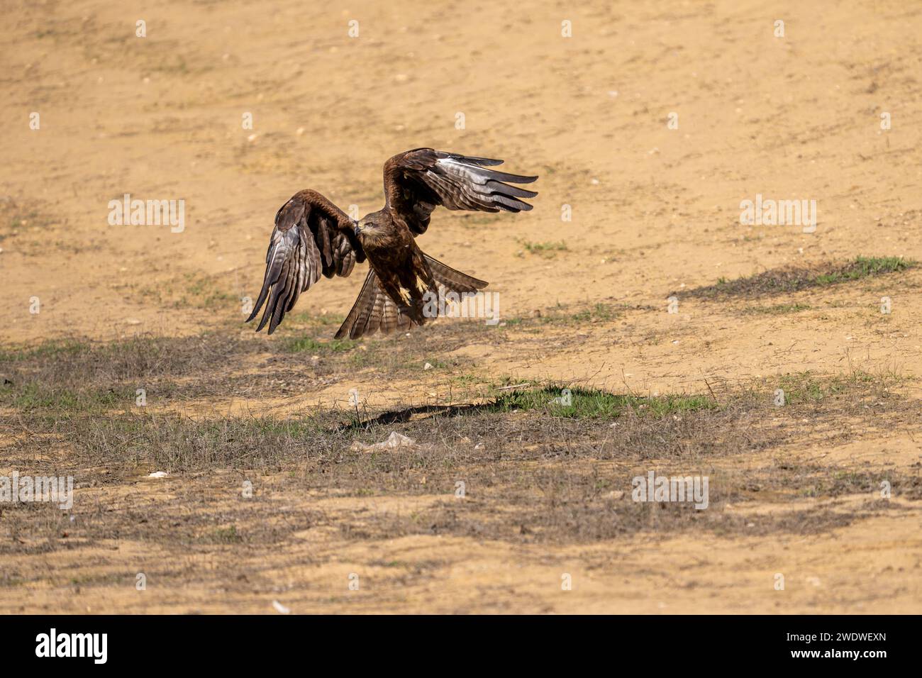 Cerf-volant noir (Milvus migrans) en vol photographié en Israël en décembre le cerf-volant noir (Milvus migrans) est un oiseau de proie de taille moyenne de la famille Banque D'Images