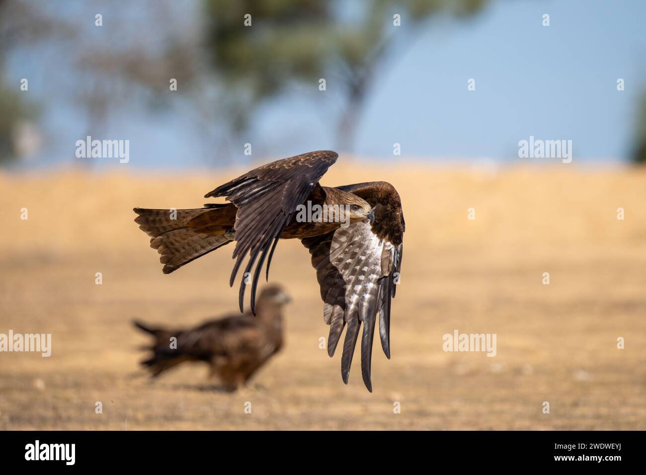 Cerf-volant noir (Milvus migrans) en vol photographié en Israël en décembre le cerf-volant noir (Milvus migrans) est un oiseau de proie de taille moyenne de la famille Banque D'Images