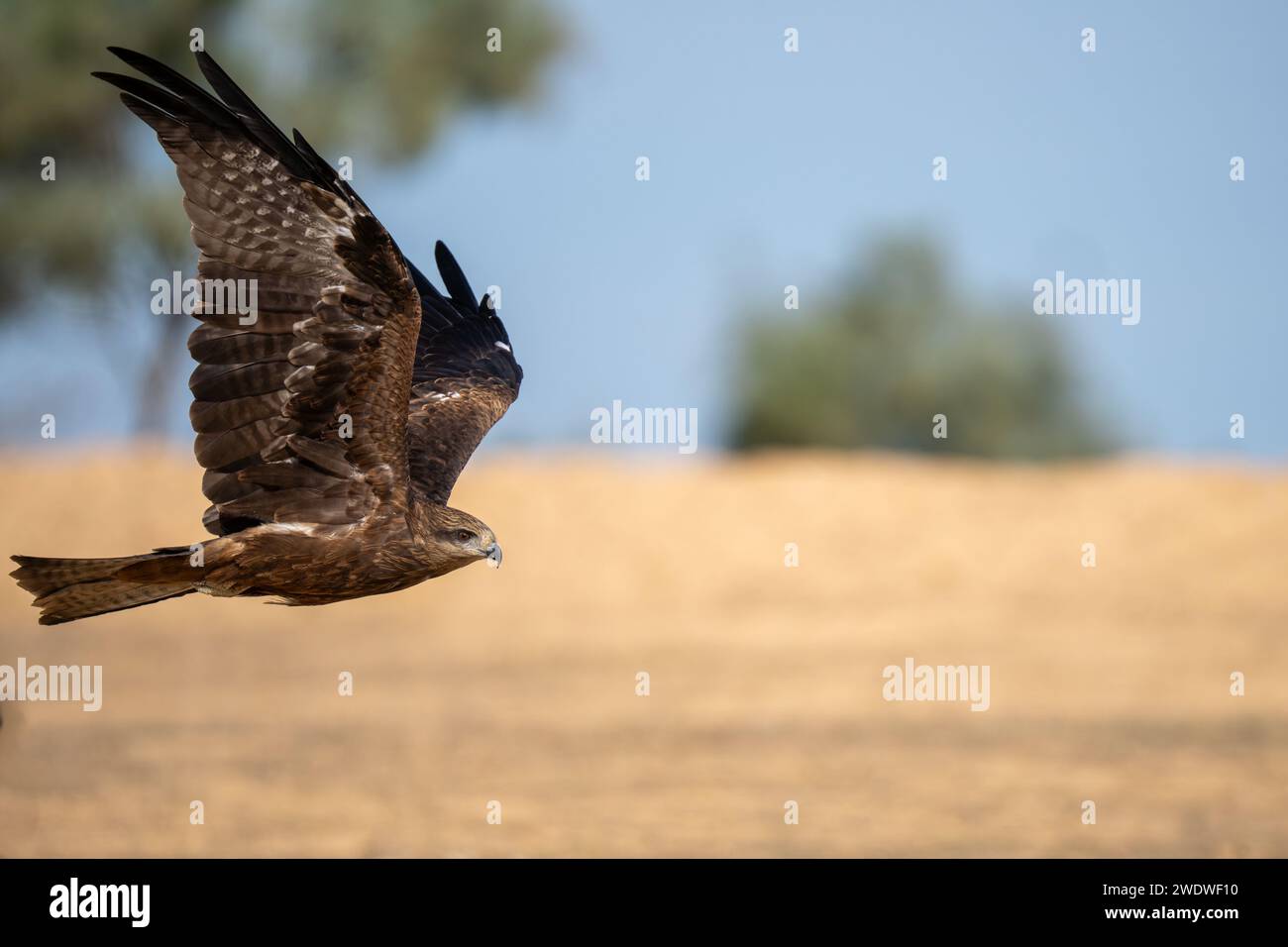 Cerf-volant noir (Milvus migrans) en vol photographié en Israël en décembre le cerf-volant noir (Milvus migrans) est un oiseau de proie de taille moyenne de la famille Banque D'Images