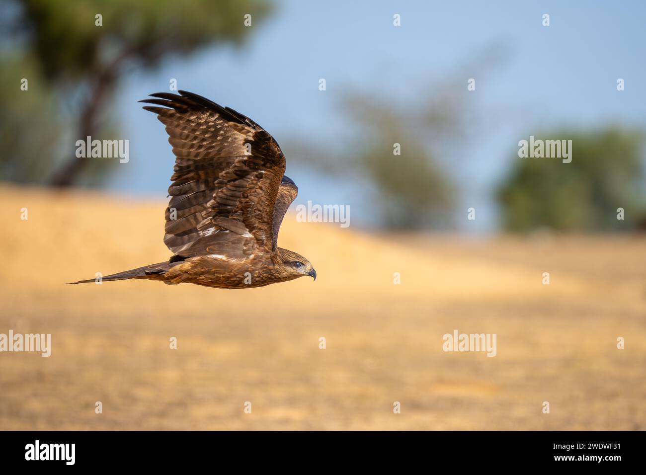 Cerf-volant noir (Milvus migrans) en vol photographié en Israël en décembre le cerf-volant noir (Milvus migrans) est un oiseau de proie de taille moyenne de la famille Banque D'Images