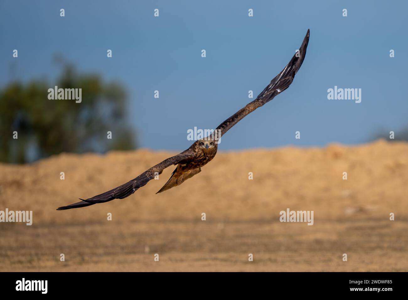 Cerf-volant noir (Milvus migrans) en vol photographié en Israël en décembre le cerf-volant noir (Milvus migrans) est un oiseau de proie de taille moyenne de la famille Banque D'Images