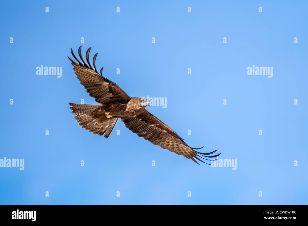 Cerf-volant noir (Milvus migrans) en vol avec un fond de ciel bleu photographié en Israël en décembre le cerf-volant noir (Milvus migrans) est un cerf-volant de taille moyenne Banque D'Images