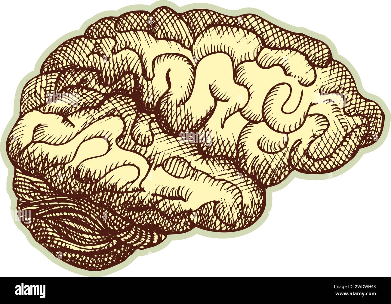 Autocollant du cerveau humain. Vintage anatomie gravure organe esquisse isolé sur fond blanc. Bonne idée pour la conception rétro de l'affiche de médecine à la main dessinée Illustration de Vecteur
