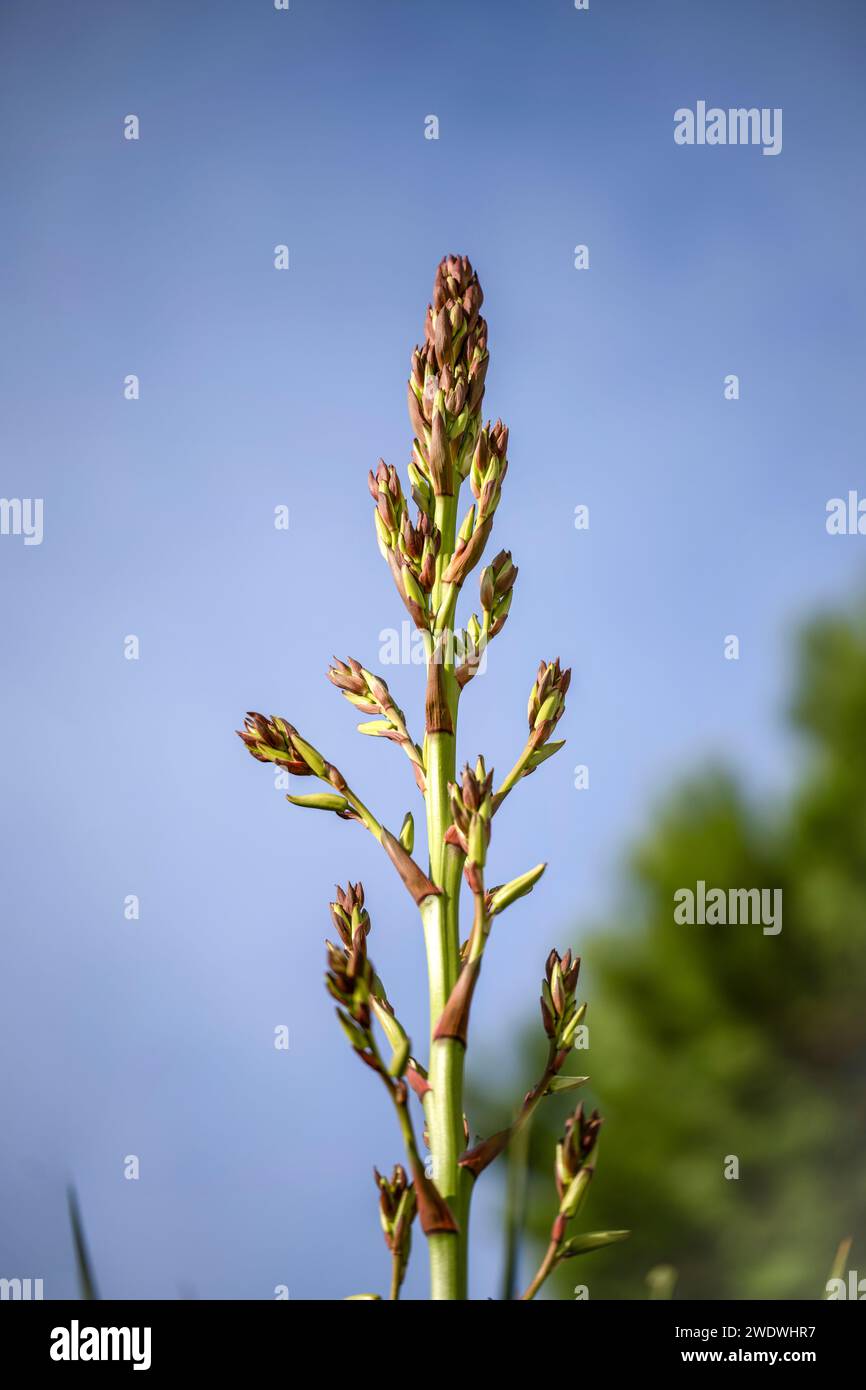 Asphodelus ramosus, également connu sous le nom de branches ou abrotea asphodel, grandissant dans l'Alentejo, Portugal. Banque D'Images