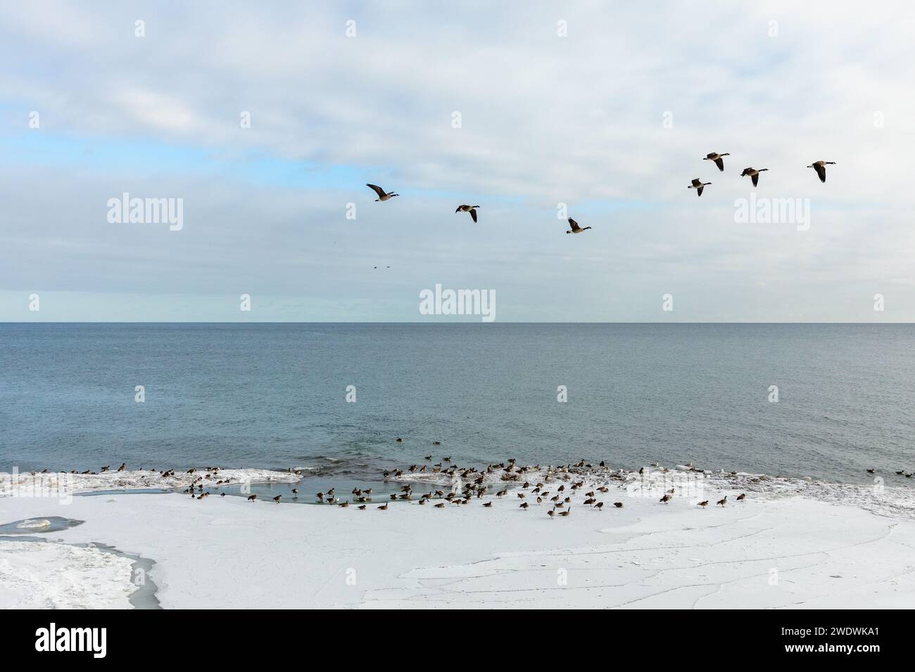 Oies du Canada et autres oiseaux observés le long d'une rive du lac Ontario, à Toronto, le jour de l'hiver. Banque D'Images