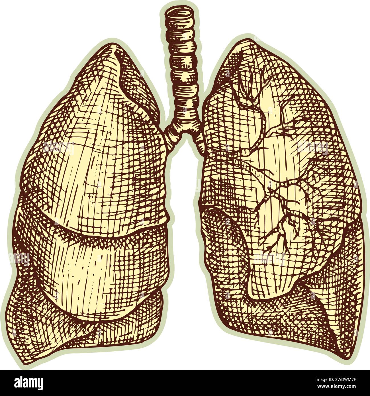 Autocollant des poumons humains. Vintage anatomie gravure organe esquisse isolé sur fond blanc. Bonne idée pour la conception rétro de l'affiche de médecine à la main dessinée Illustration de Vecteur