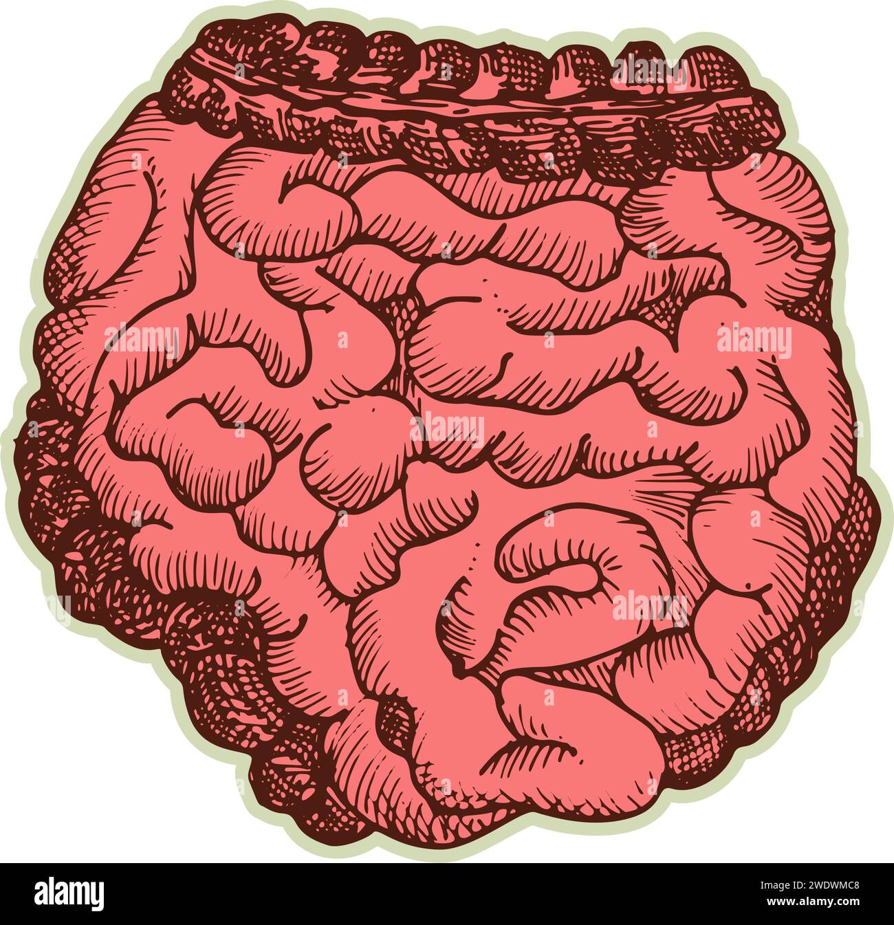 Autocollant des intestins humains. Vintage anatomie gravure organe esquisse isolé sur fond blanc. Bonne idée design rétro médecine affiche à la main dessinée Illustration de Vecteur