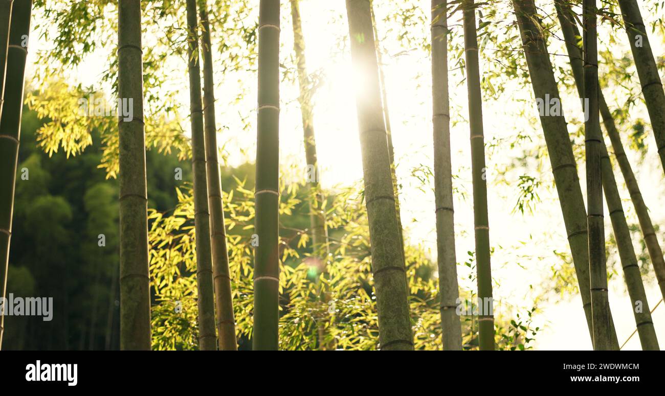 Nature, forêt et bambou environnement ou été pour la durabilité écologique, arbre ou branche. Tropical, écosystème et jardin japonais au parc extérieur ou Banque D'Images