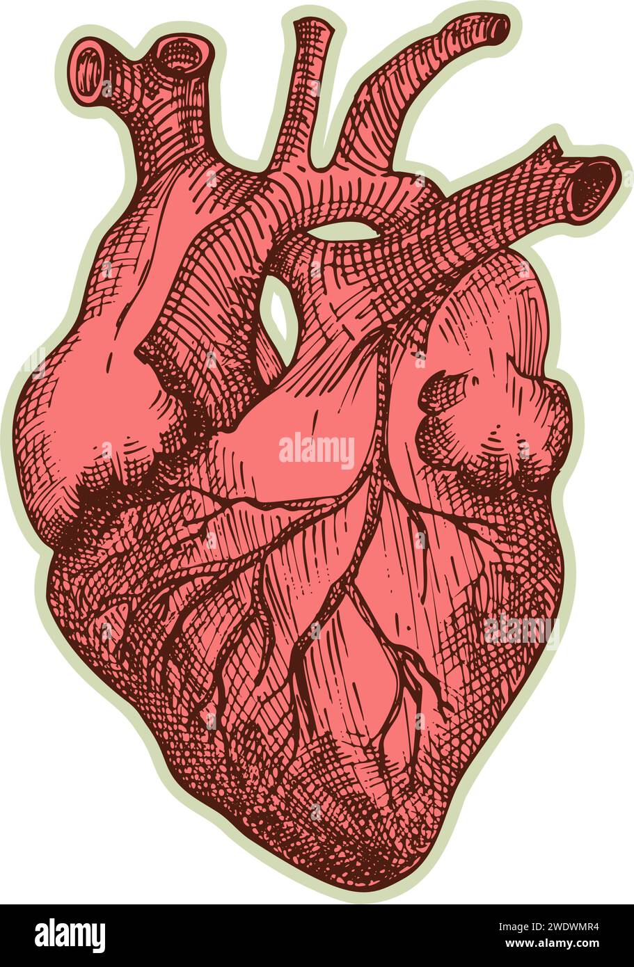 Autocollant de coeur humain. Vintage anatomie gravure organe esquisse isolé sur fond blanc. Bonne idée pour la conception rétro de l'affiche de médecine à la main dessinée Illustration de Vecteur