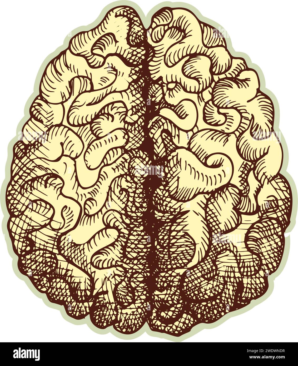 Autocollant du cerveau humain. Vintage anatomie gravure organe esquisse isolé sur fond blanc. Bonne idée pour la conception rétro de l'affiche de médecine à la main dessinée Illustration de Vecteur