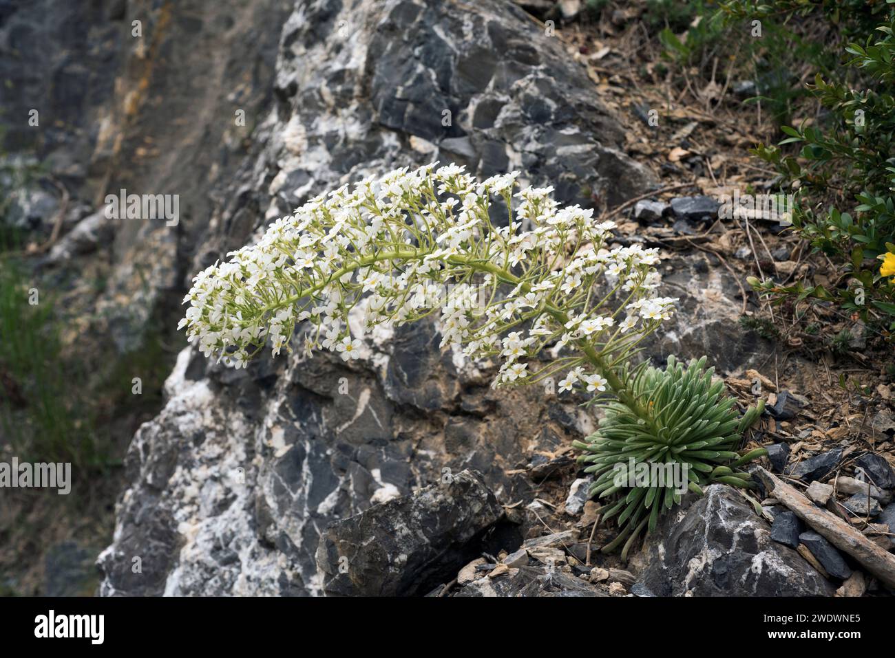 Corona de rey (Saxifraga longifolia) est une plante herbacée vivace endémique des montagnes calcaires de l'est de l'Espagne et de l'Afrique du Nord. Cette photo a été prise à Hu Banque D'Images