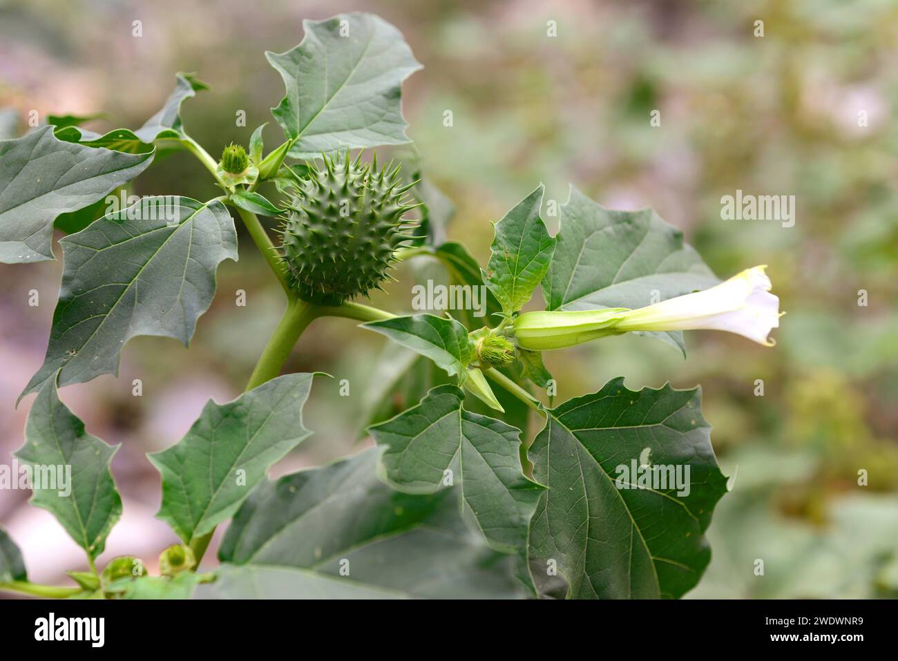 L'herbe Jimson ou pomme épine (Datura stramonium) est une plante hallucinogène annuelle originaire du Mexique mais naturalisée dans d'autres régions tempérées. Fleur, f Banque D'Images