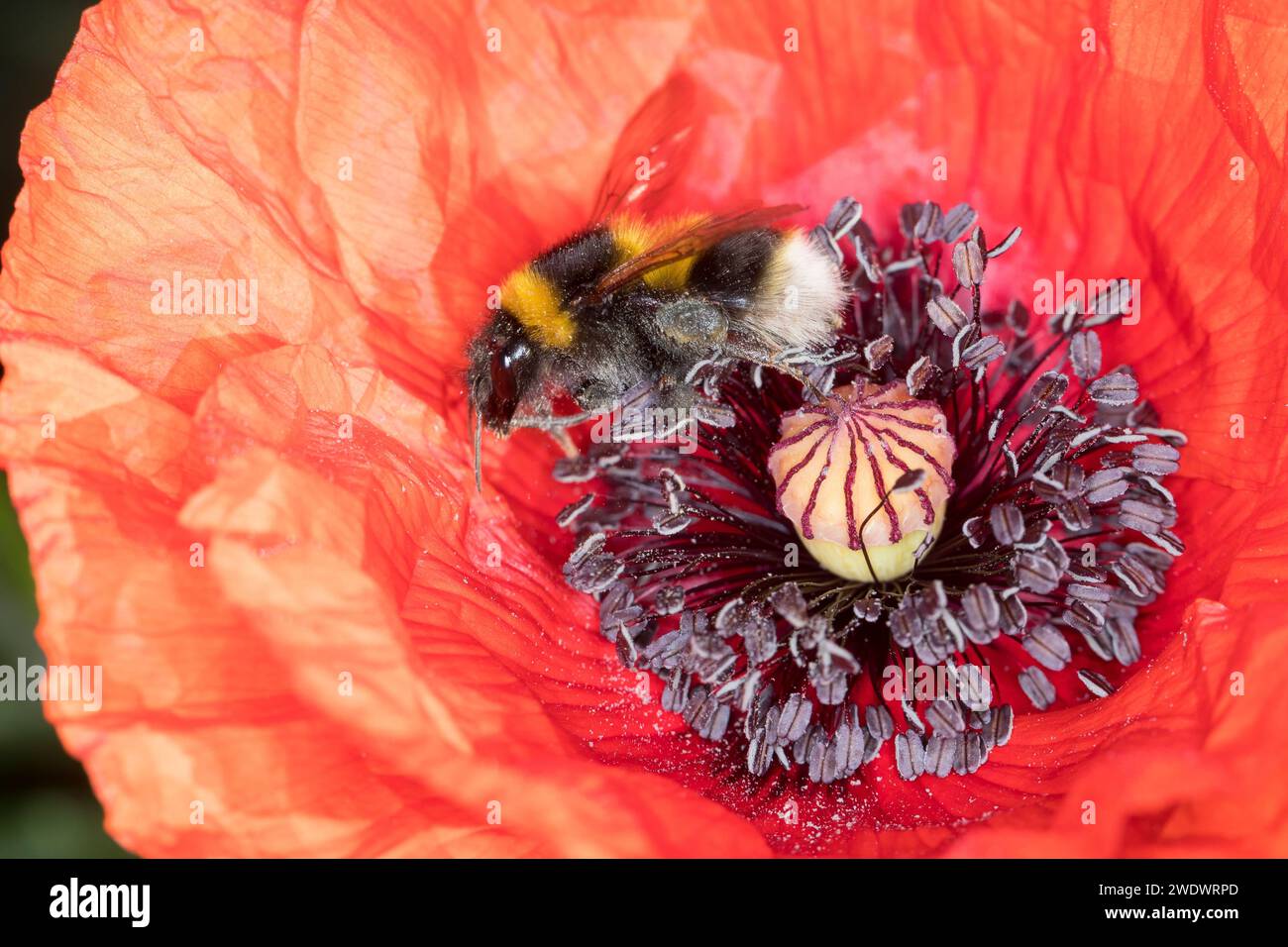 Gartenhummel, Garten-Hummel, Blütenbesuch an Mohn, Klatsch-Mohn, Bombus hortorum, Megabombus hortorum, petit bourdon de jardin, bourdon de jardin, smal Banque D'Images