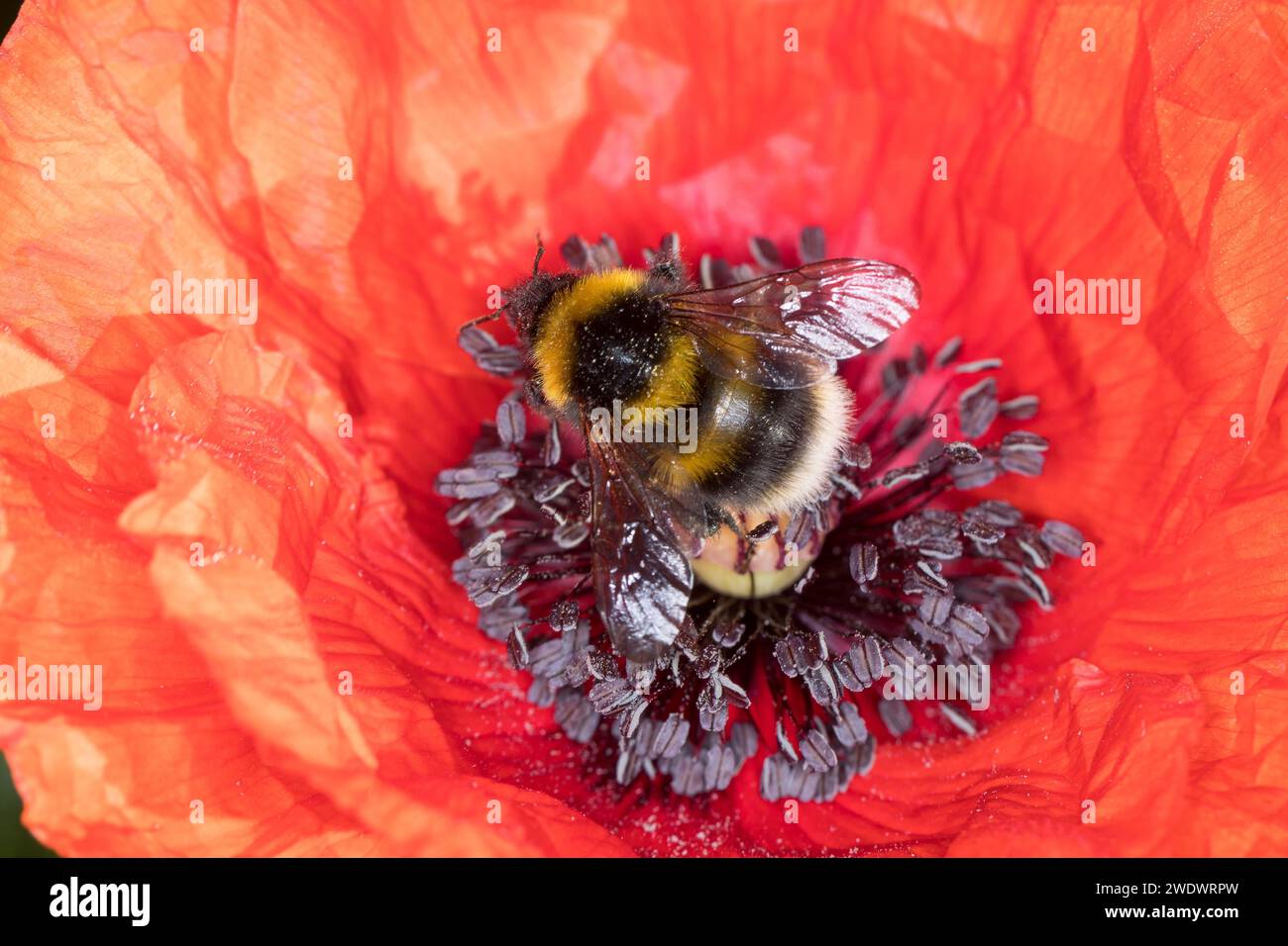 Gartenhummel, Garten-Hummel, Blütenbesuch an Mohn, Klatsch-Mohn, Bombus hortorum, Megabombus hortorum, petit bourdon de jardin, bourdon de jardin, smal Banque D'Images