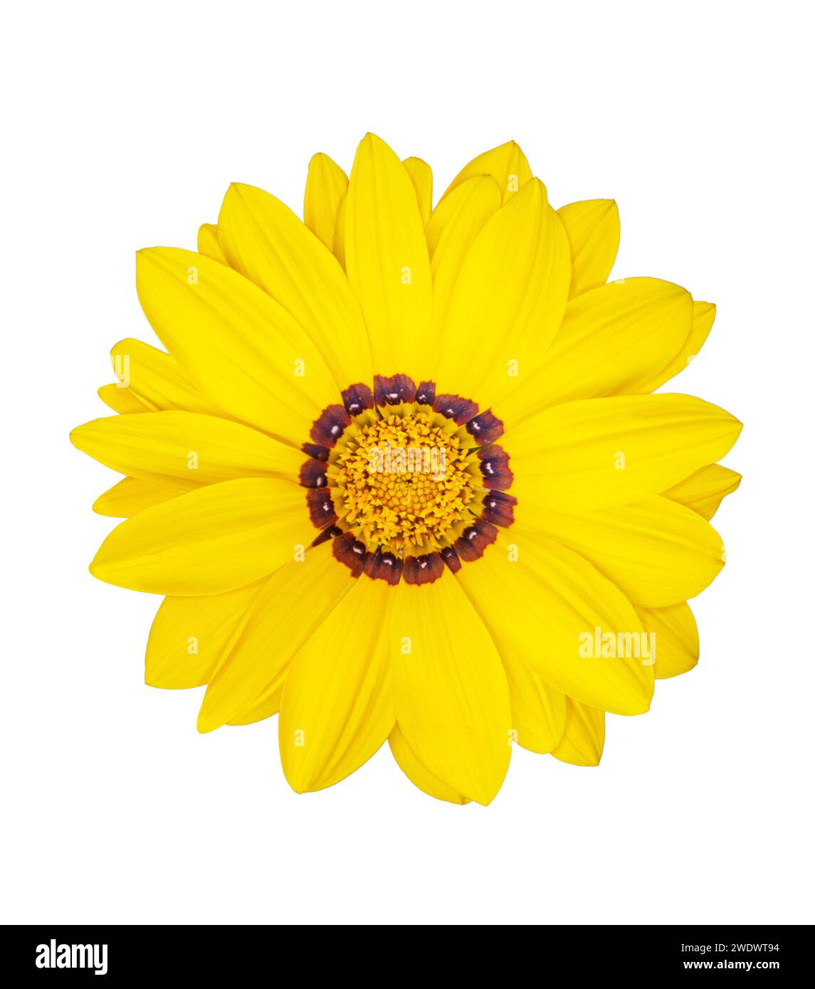 Vue de dessus floraison jaune gazania Sun flower transparent ou fond isolé blanc. Elément de conception. Vacances Banque D'Images