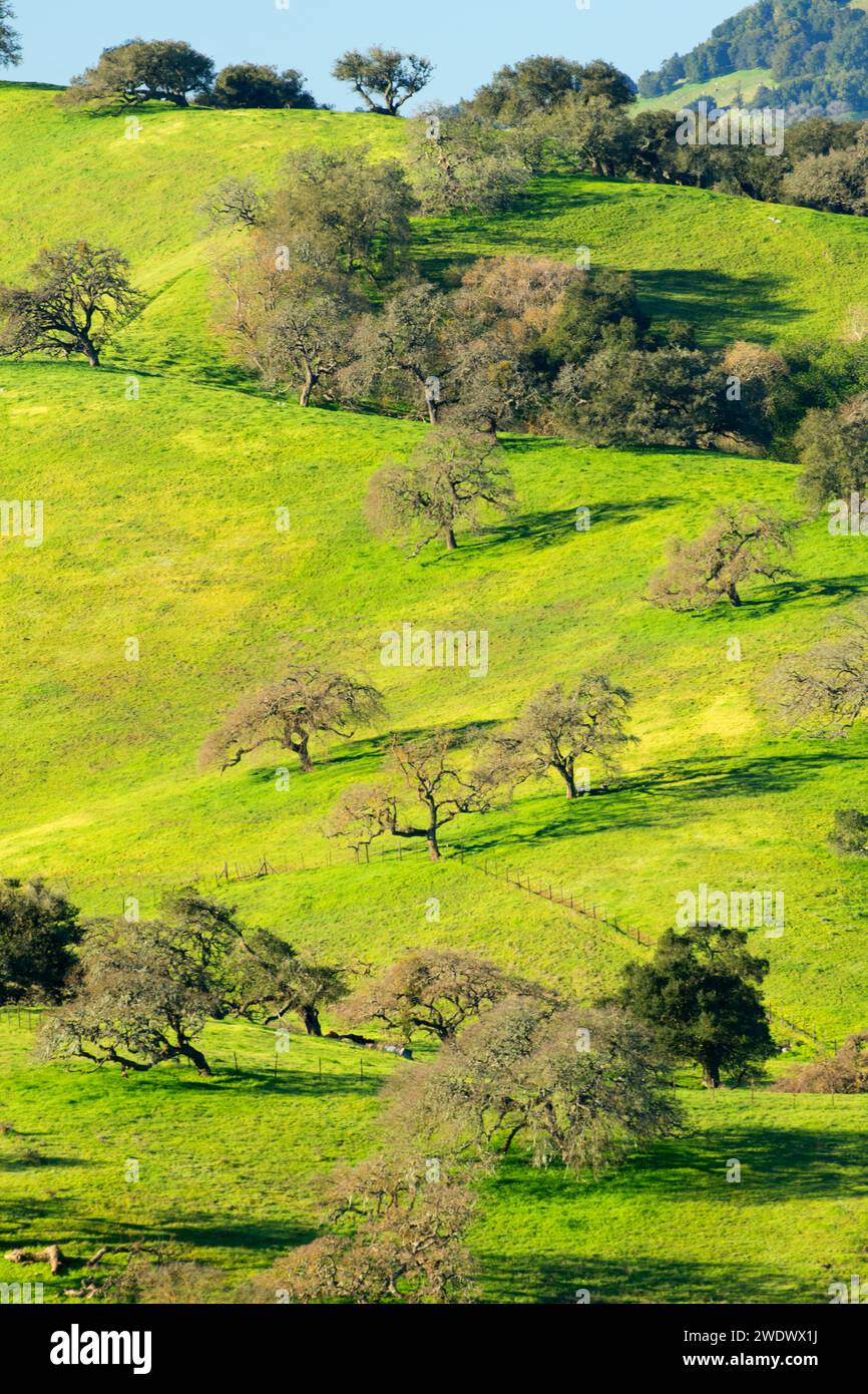 Forêt de chênes, Pacheco State Park, Californie Banque D'Images
