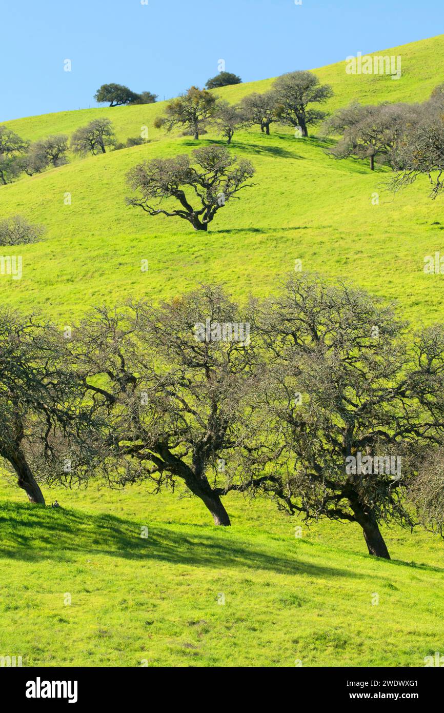 Forêt de chênes, Pacheco State Park, Californie Banque D'Images