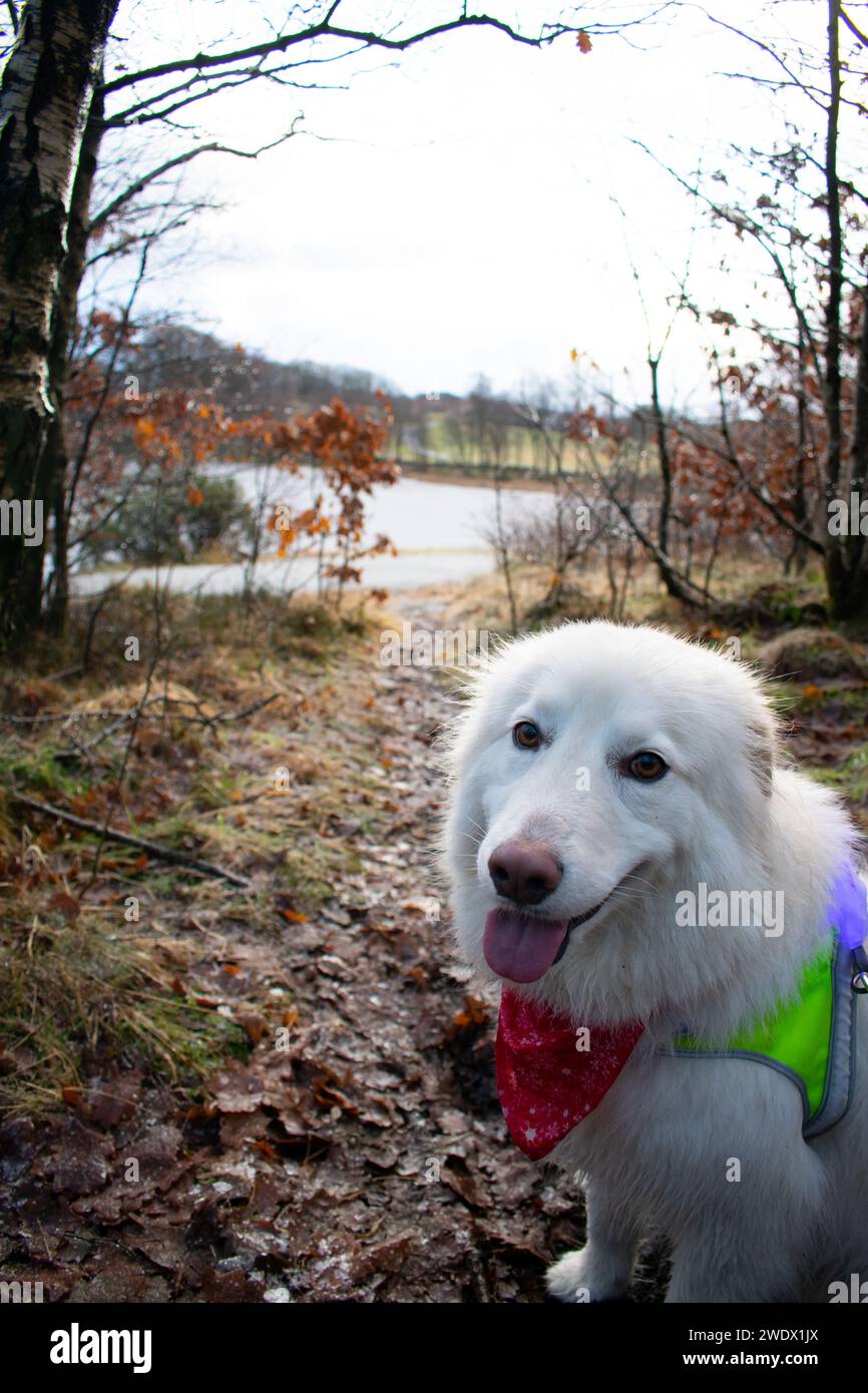 Husky avec gilet Hi-vis lumineux sur le sentier de randonnée surplombant le lac gelé pendant l'hiver. Rogaland Norvège Banque D'Images