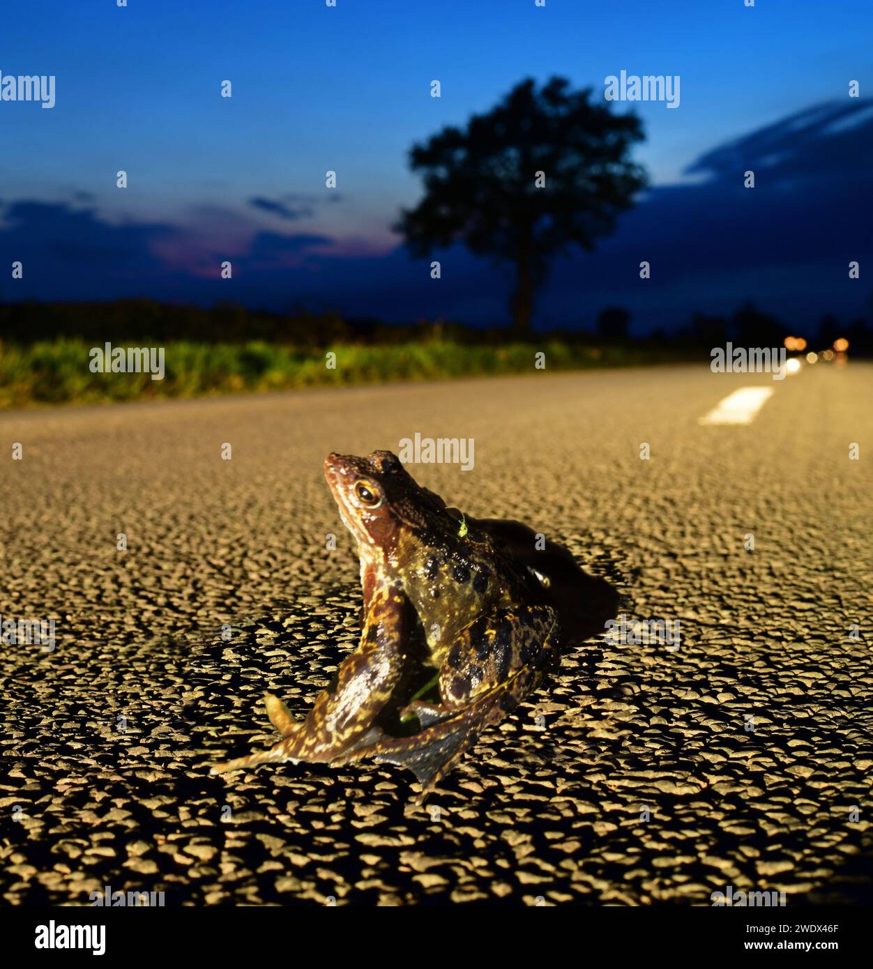 Adult Common Frog (Rana temporaria) traversée route de campagne au crépuscule royaume-uni Banque D'Images