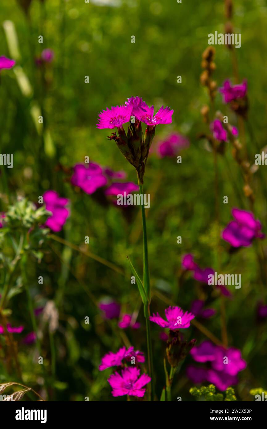 Gros plan de petites fleurs sauvages roses et de la tige, en particulier Deptford Pink Dianthus armeria, avec une prairie floue en arrière-plan. Banque D'Images