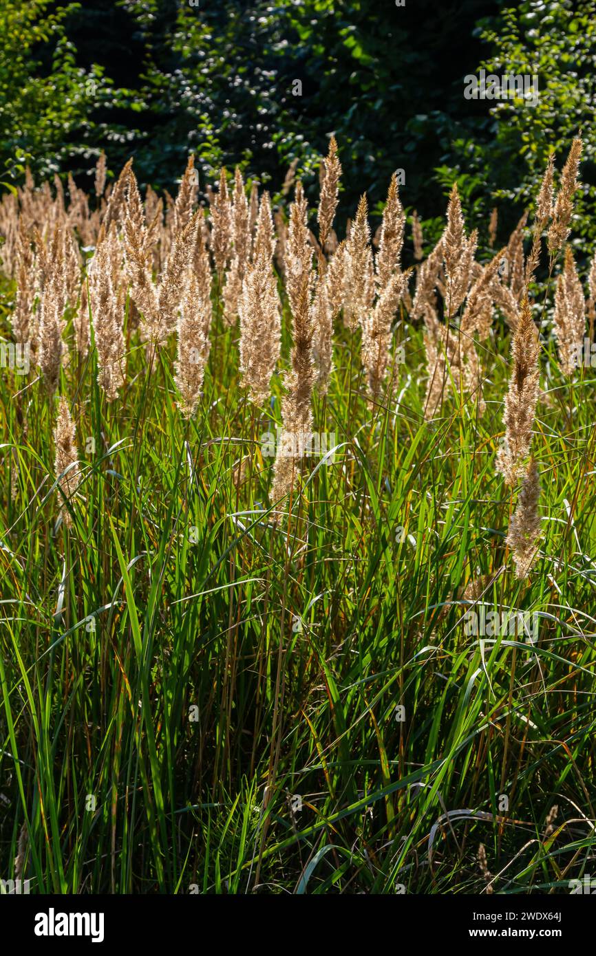Inflorescence du bois petit roseau Calamagrostis épigejos sur un pré. Banque D'Images