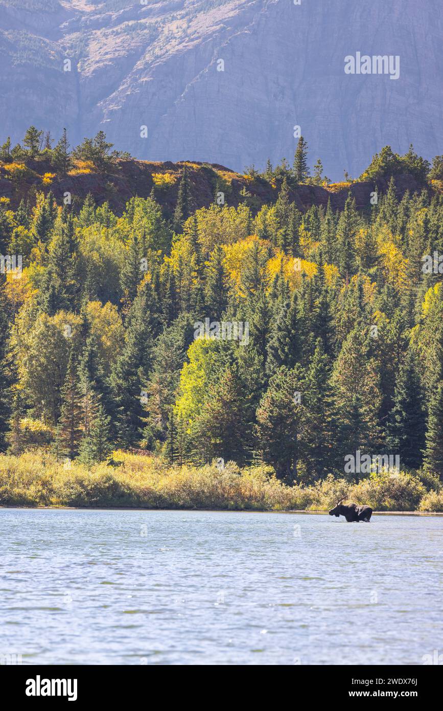 Vue d'un grand orignal taureau à Red Rock Lake, Montana. Banque D'Images