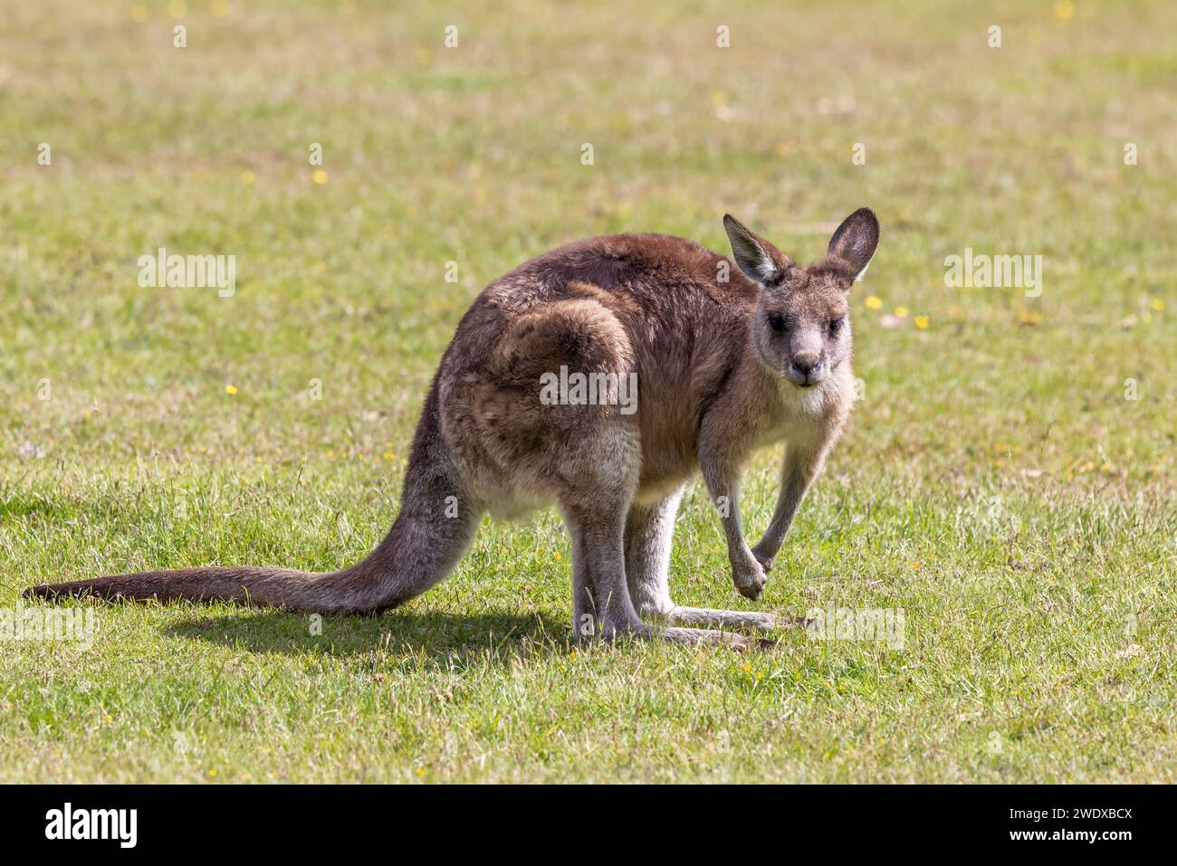 Kangourou forestier, Macropus giganteus, le plus grand marsupial de Tasmanie, Australie. Banque D'Images