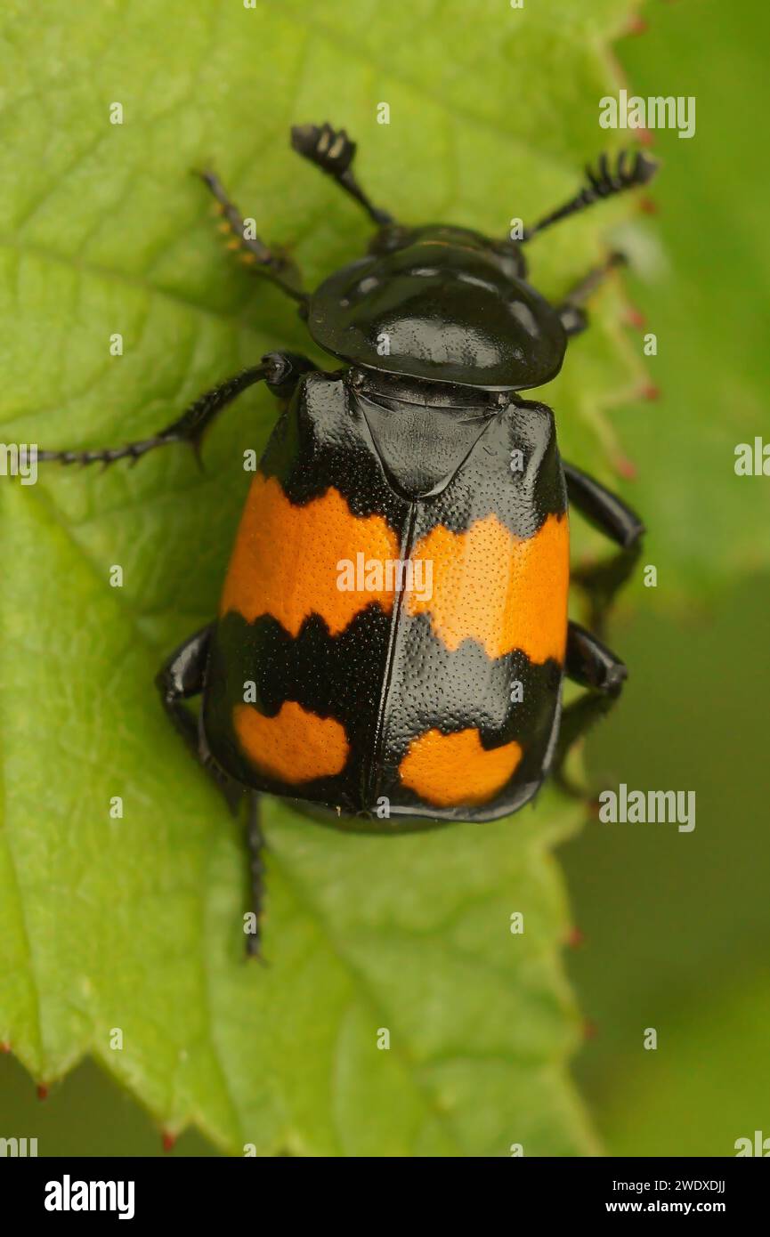 Gros plan détaillé sur un coléoptère commun coloré ou sexton , Nicrophorus vespilloides sur une feuille verte Banque D'Images