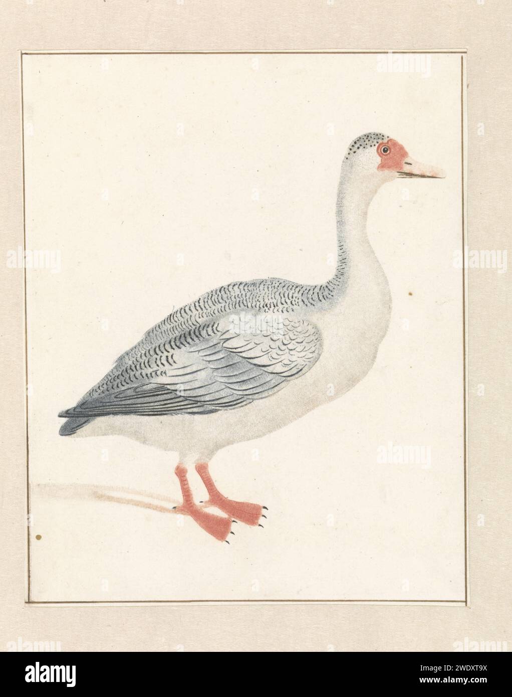OIE à droite, Anonyme, 1688 - 1698 imprimer pays-Bas papier gravure eau-oiseaux : oie Banque D'Images