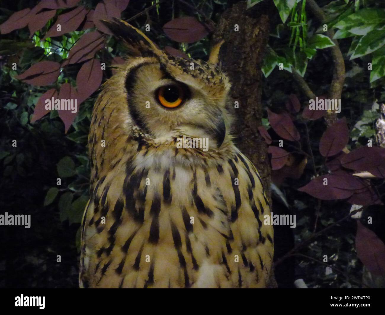 Rencontre rapprochée avec un hibou rayé de Tokyo Banque D'Images
