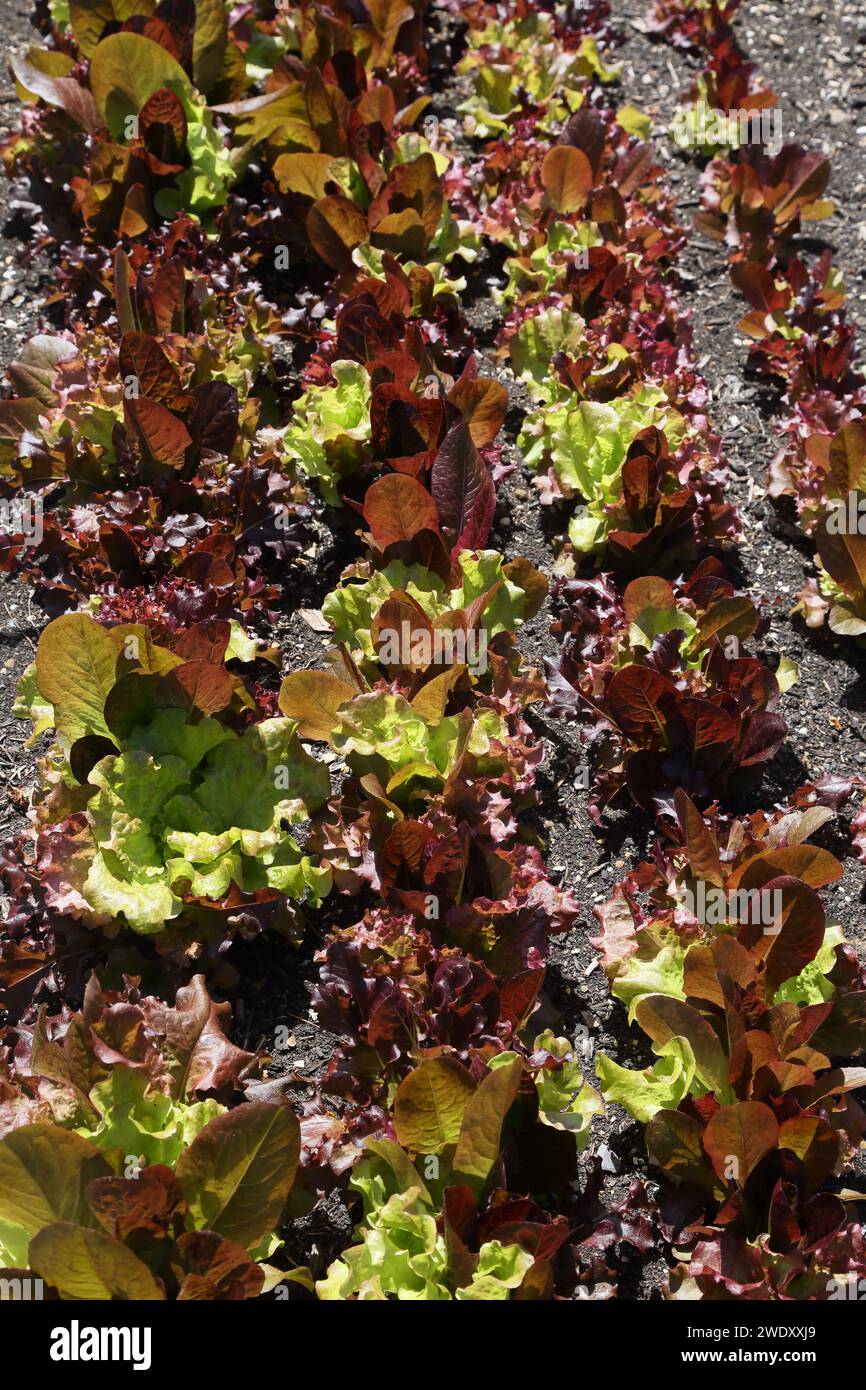 les lettuces à tête de beurre poussent en rangées à wisley surrey, en angleterre Banque D'Images