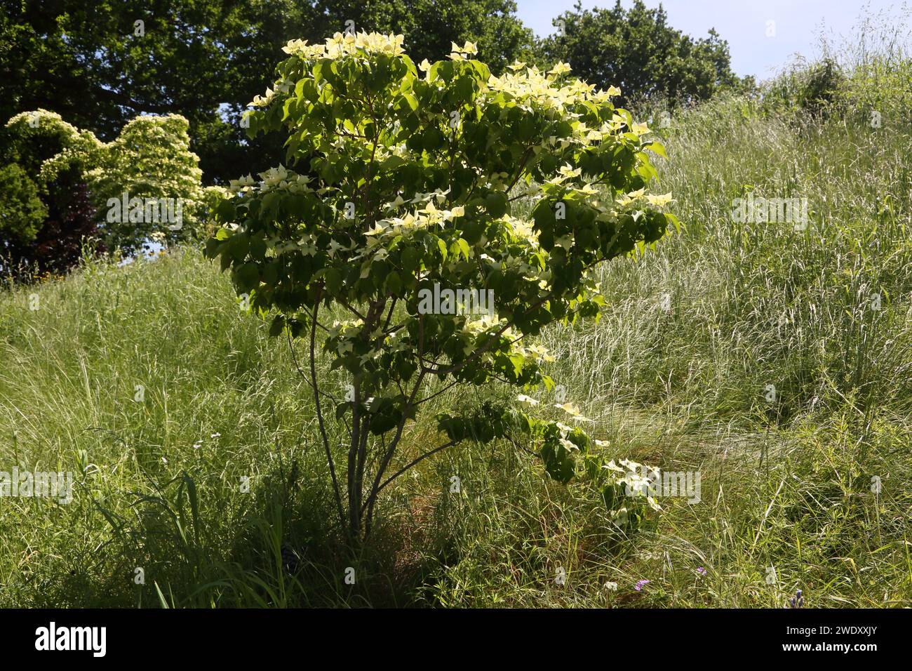 Dogwood Wisley RHS Gardens Surrey Angleterre Banque D'Images