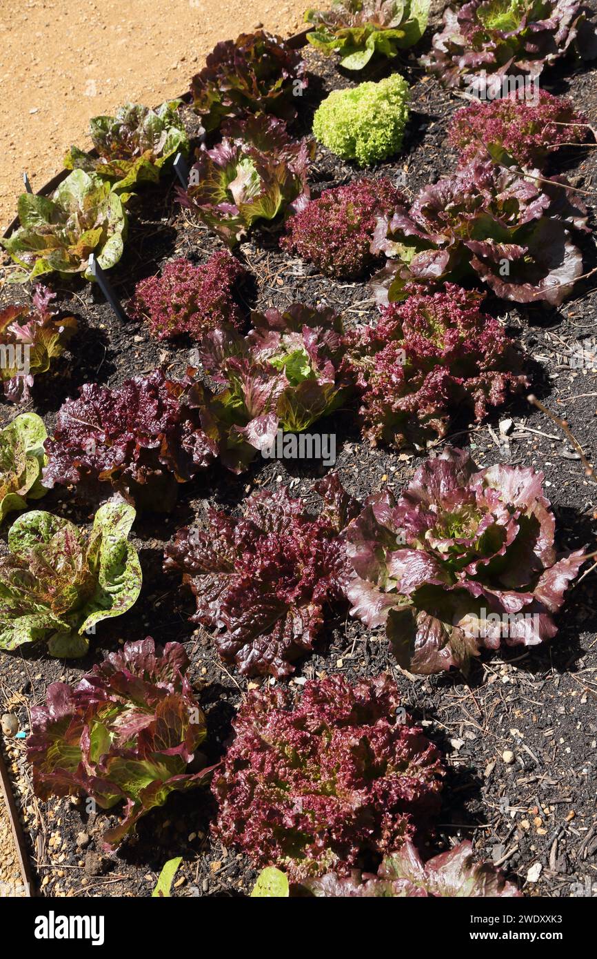 les lettuces à tête de beurre poussent en rangées à wisley surrey, en angleterre Banque D'Images