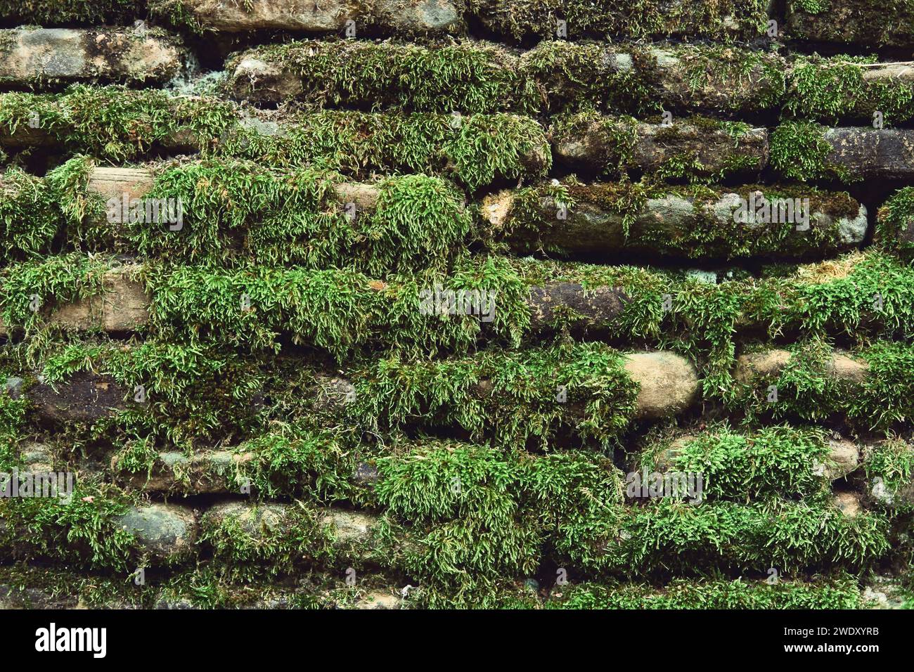 Le vieux mur de pierre couvert par la mousse verte. Banque D'Images