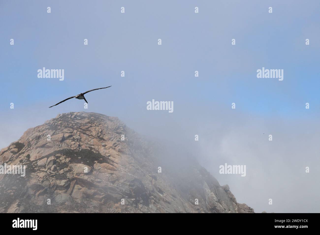 Pelican s'envole près d'une roche obscurcie par le brouillard Banque D'Images