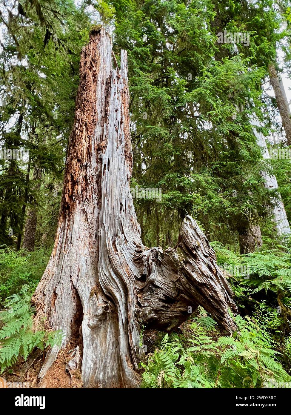 Forêt tropicale HOH dans le parc national olympique Banque D'Images